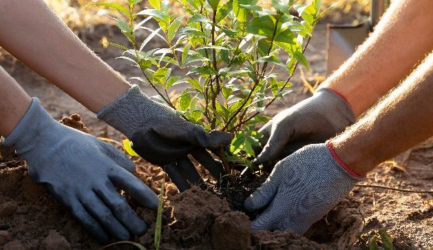 What Are the Best Trees to Plant in Spring in Melbourne?