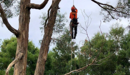 What is a Replanting Plan and Why Do Melbourne Councils Require It?