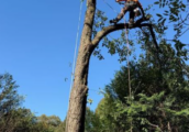 Working Safely With Trees in Melbourne