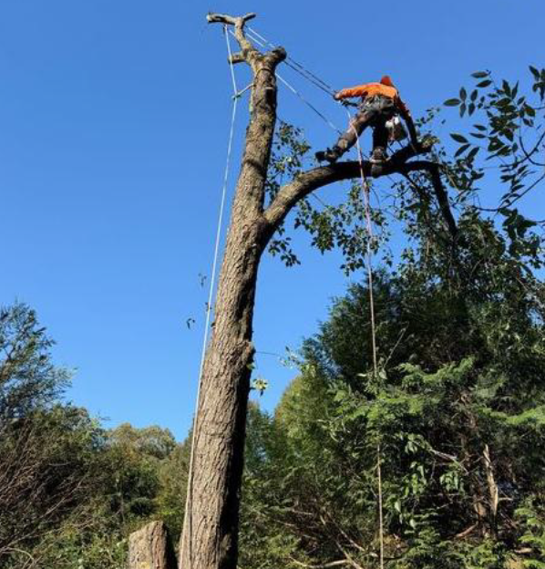 Working Safely With Trees in Melbourne